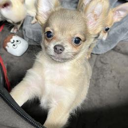 Indigo - Blue fawn male Chihuahua puppy in Bucks County, Pennsylvania from Sweet Bean Chihuahuas
