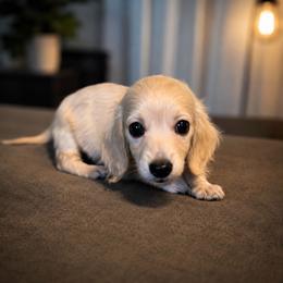 Sporty - Cream female Dachshund puppy in Sebring, Florida from Mini Weenies