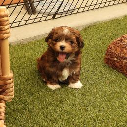 Indie - Red sable male Havanese puppy in Salt Lake City, Utah from Steal Your Heart Havanese
