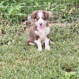Girl2 - Red tri-color female Miniature American Shepherd puppy in Harmony, North Carolina from Carolina Pride Aussies