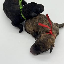 Boy 2 - male Poodle puppy in Forest City, Florida from Forest City Standard Poodles
