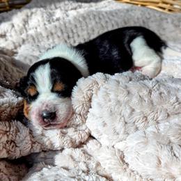 Adams - Black white and brown male Basset Hound puppy in Big Rapids, Michigan from Basket Hound Bassets