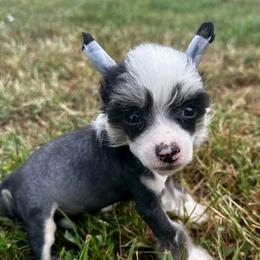 Vhhl black and white - Black white and tan male Chinese Crested puppy in Rockvale, Tennessee from Cosmic Chinese Cresteds & Wind-Echo Poodles