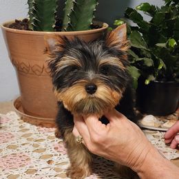 Archie - Blue and gold male Yorkshire Terrier puppy in Alden, Minnesota from Sparrow Yorkshire Terriers