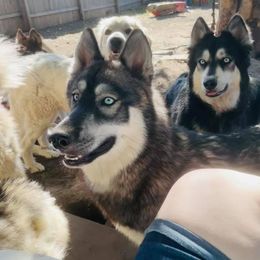 Girl 4 Shenzi - Agouti and white Siberian Husky puppy in Udall, Kansas from Arctic Circle Kennels