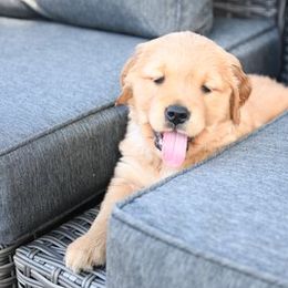 Golden Retrievers from Mollys Golden Retriever Creations