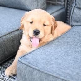 Golden Retrievers from Mollys Golden Retriever Creations