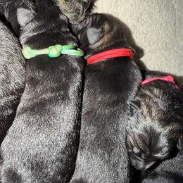 Red Male - Sable male German Shepherd puppy in Saratoga Springs, Utah from Vom Stille Teufelshunde Kennels