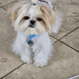 Shih Tzu Puppies from 🩷CHAFFINO ADORABLE SHIH TZUS