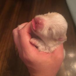 Bruce - Cream parti male Pomeranian puppy in Randleman, North Carolina from Luxurious Poms