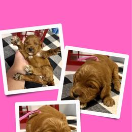 Peaches - Red female Irish Doodle puppy in Bluefield, Virginia from Love on a Leash
