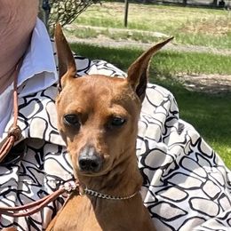 Luxe - Miniature Pinscher