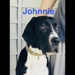 Johnnie - Black male Great Dane puppy in Gonzales, Louisiana from Anstatt House Of Danes