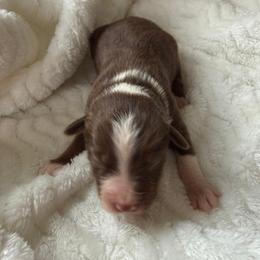 Boy 2 - male Toy Australian Shepherd puppy in Lumberton, Mississippi from Talowah Aussies