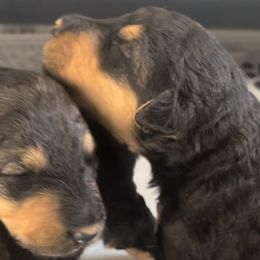 Girl 6 - Airedale Terrier puppy from DogwoodDales Airedale Terriers