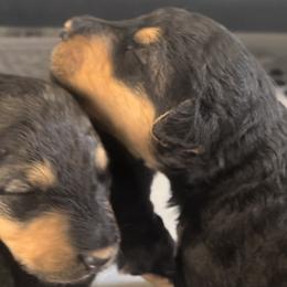 Girl 6 - Airedale Terrier puppy from DogwoodDales Airedale Terriers
