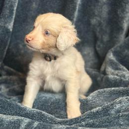 Birch - Red merle male Australian Shepherd puppy in Columbia Falls, Montana from Firefly Horse Co Wellness Retreat Center