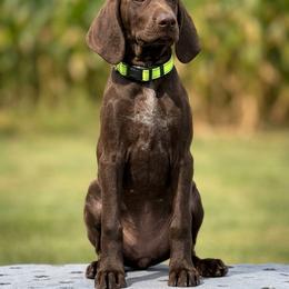 German Shorthaired Pointer Puppies from H LAVA C Pointers