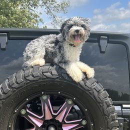 Laramie - Aussiedoodle