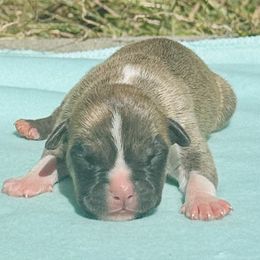 Bashful - Red brindle male American Staffordshire Terrier puppy in Guilford County, North Carolina from Explicit Kennel