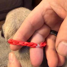 Red Collar - Fawn male Pug puppy in Salem, Oregon from Loda's Pugs