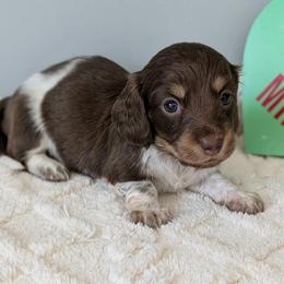 Cookie 2500 - Piebald female Dachshund puppy in Sonora, Kentucky from Maple Hill Miniature Dachshunds
