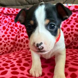 Rigel - White black and tan male Rat Terrier puppy in Molalla, Oregon from The Puppy Patch Rat Terriers