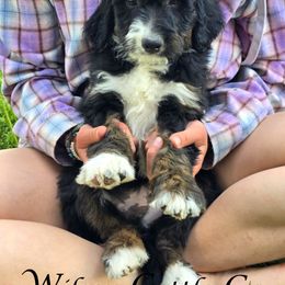 Bob - Black tri-color male Aussiedoodle puppy in Lancaster, Minnesota from Wilson Cattle Co.