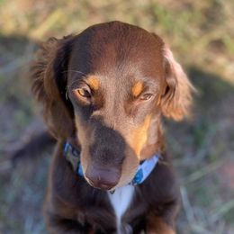 Fynn - Dachshund