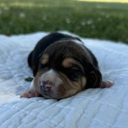 Goofy - Black white and tan male Beagle puppy in Kinta, Oklahoma from Beaver Creek Kennels