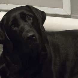 Mainah - Labrador Retriever