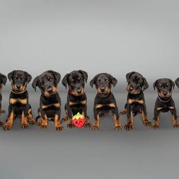 Beauceron Puppies from SilverStruck Kennels