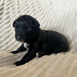 Luna - Black & white female Miniature Australian Shepherd puppy in New Hampton, Iowa from Full River Australian Shepherds