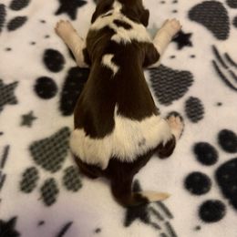 Makalu - Liver and white male English Springer Spaniel puppy in Huntingdon, Pennsylvania from Indian Creek Springers and Doxies