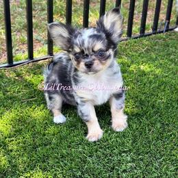 Alani - Merle female Chihuahua puppy in Anderson, South Carolina from Lil Treasures Chihuahuas