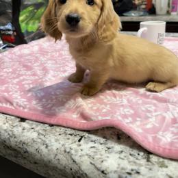 Dachshund Puppies from Dachshund Family Love Breeders