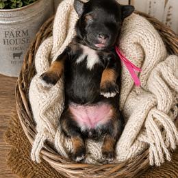 Roxy - Salt and pepper female Miniature Schnauzer puppy in Magalia, California from NorCal Schnauzers