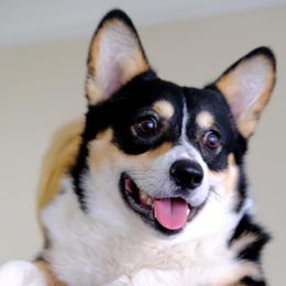 American Corgi and Pembroke Welsh Corgi Puppies from Morse Corgis