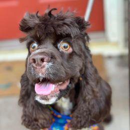 Odin - Cocker Spaniel