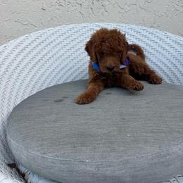Maty - Red  male Goldendoodle puppy in Davie, Florida from Daviegoldendoodles