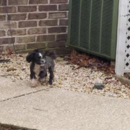 Raisin - Shih Tzu