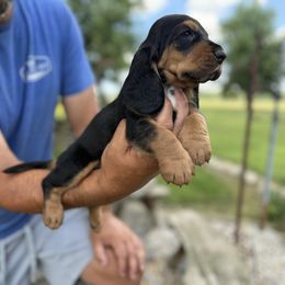 Male4-blacktan - Black tan and white male Basset Hound puppy in Hudson, Michigan from Bachman’s Kennel