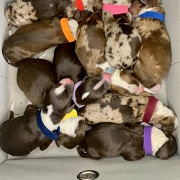Aussiedoodle, Goldendoodle, and Poodle Puppies from Junipersdoodles
