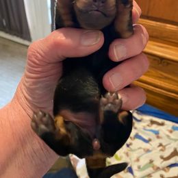 Dachshund Puppies from Aviator's Dachshunds