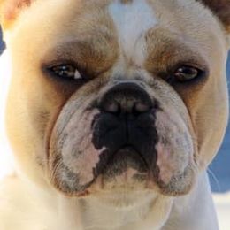French Bulldogs from Rose Gold Frenchies
