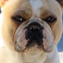 French Bulldogs from Rose Gold Frenchies