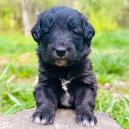 Annie Oakley (Mini Size) - Black female Bordoodle puppy in Mulino, Oregon from Korbella Farm