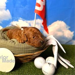TaylorMade “Taylor” - Red  female Goldendoodle puppy in Chelan, Washington from North Cascades Doodles