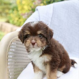 Jim (Angry Bird Litter) - Red tri-color male Aussiedoodle puppy in Charlestown, Indiana from Forever Aussies and A Doodle
