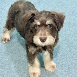 Scarlet - Wheaten female Miniature Schnauzer puppy in New Caney, Texas from Sadie Miniature Schnauzers